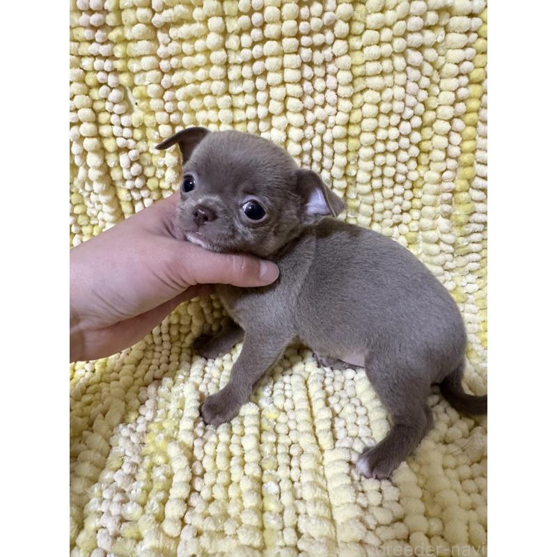 販売中の福島県のチワワ(スムースコート)-450456の3枚目