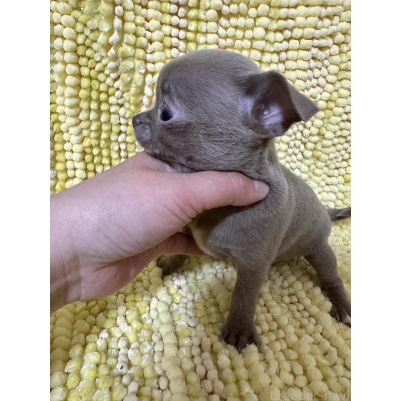 販売中の福島県のチワワ(スムースコート)-450456の2枚目