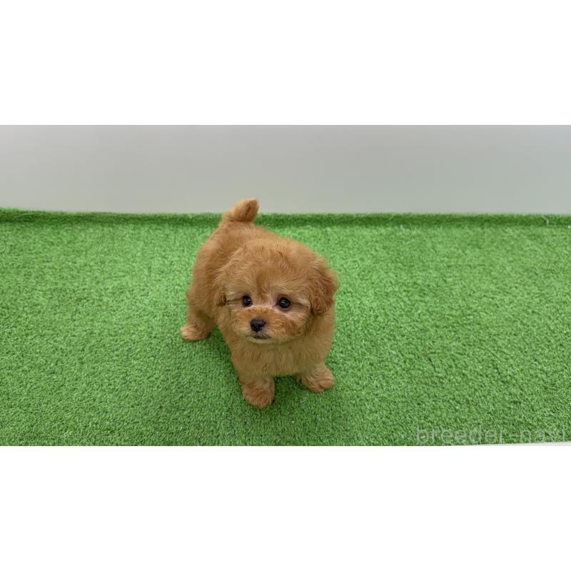 販売中の東京都のティーカッププードル-450454の7枚目