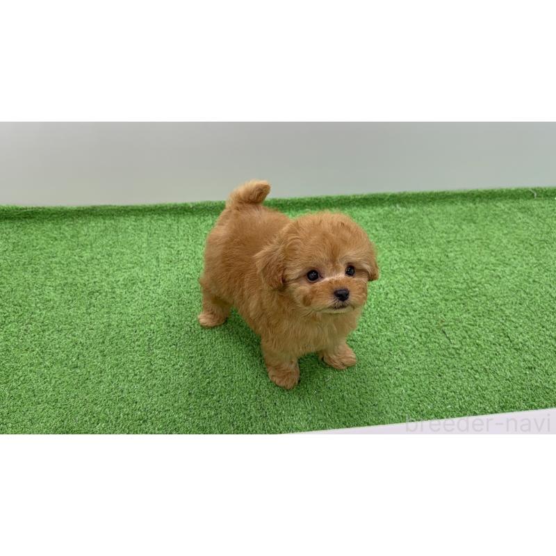 販売中の東京都のティーカッププードル-450454の6枚目