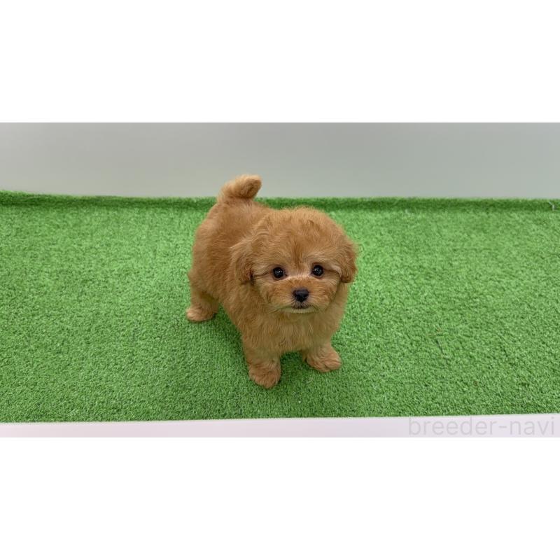 販売中の東京都のティーカッププードル-450454の5枚目