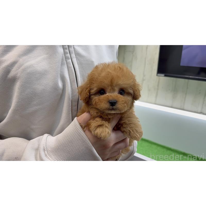 販売中の東京都のティーカッププードル-450454の4枚目