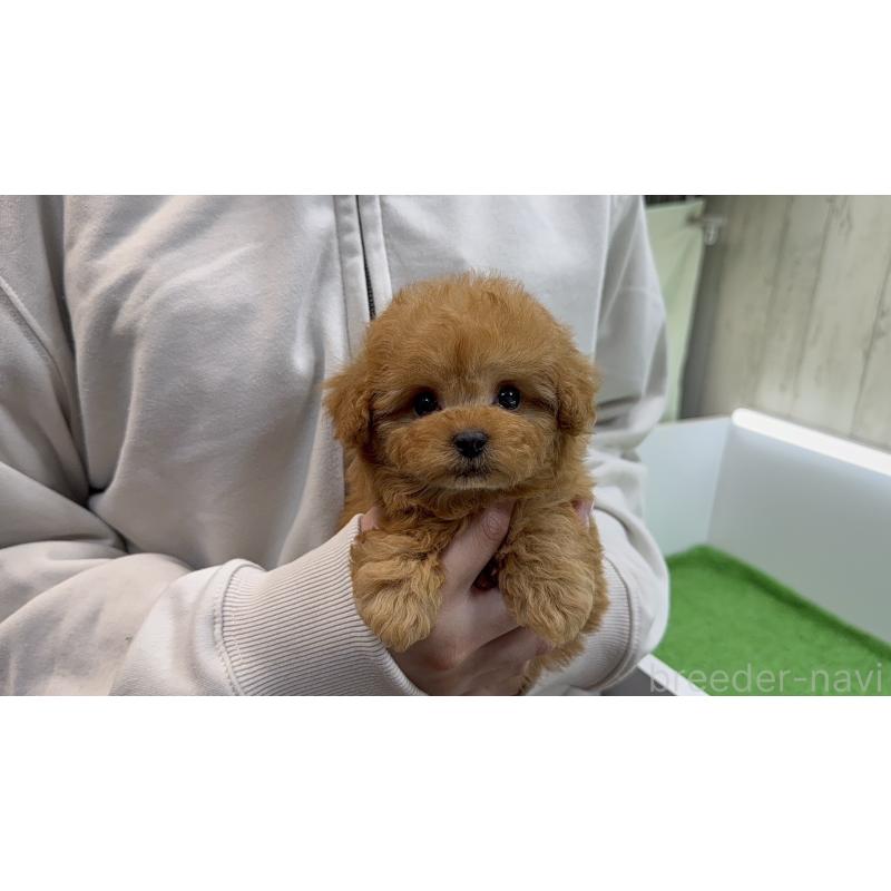 販売中の東京都のティーカッププードル-450454の3枚目