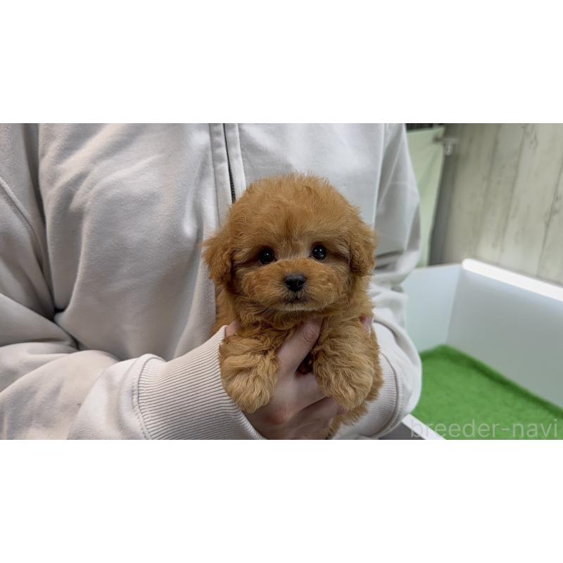 販売中の東京都のティーカッププードル-450454の2枚目