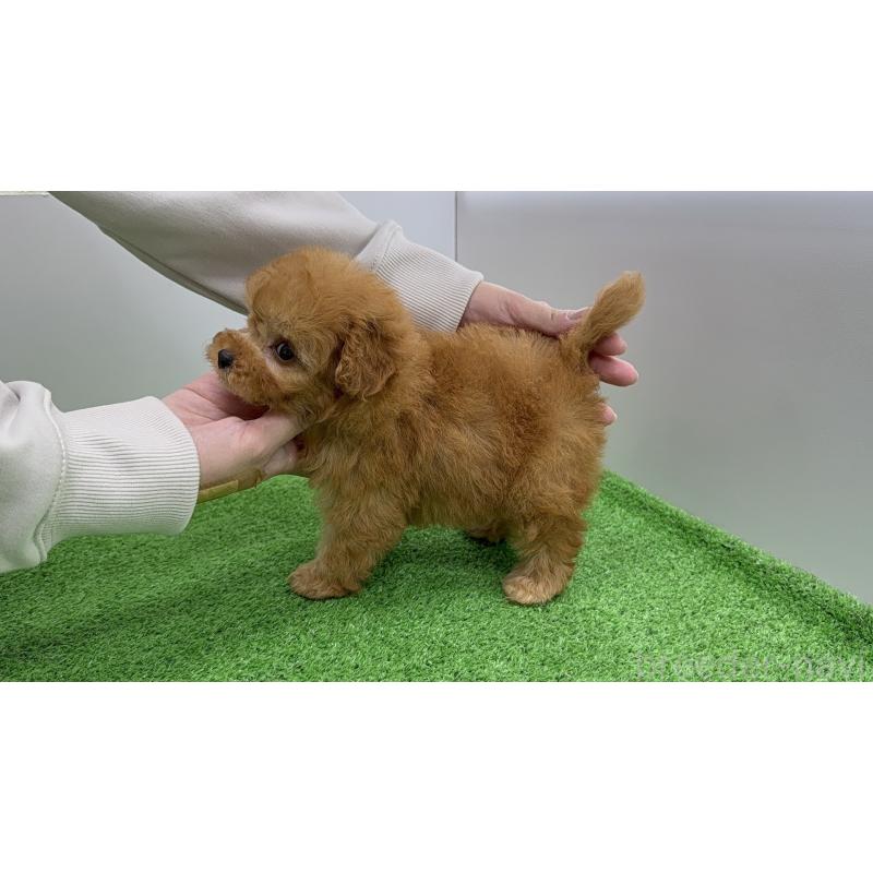 販売中の新潟県のティーカッププードル-450455の6枚目