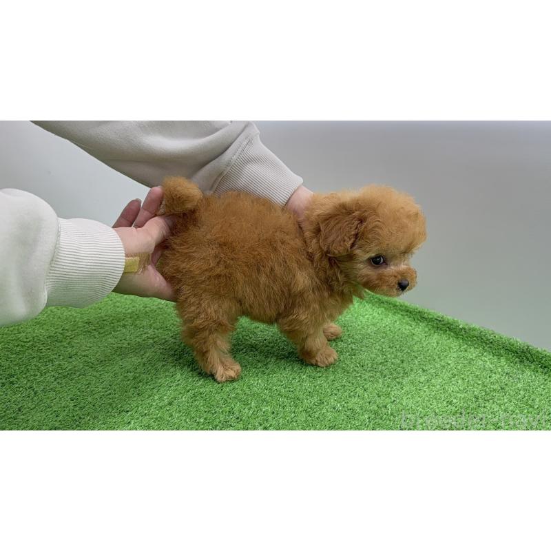 販売中の新潟県のティーカッププードル-450455の5枚目