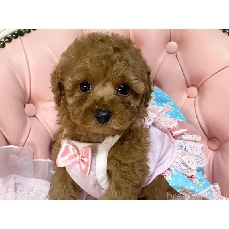 商談中の熊本県のタイニープードル-450461の3枚目