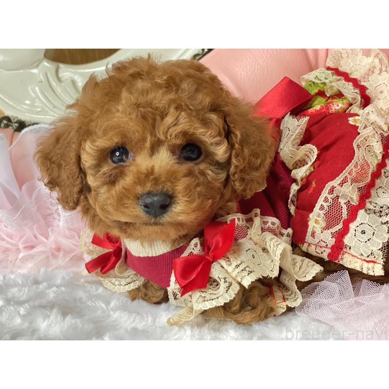 商談中の熊本県のタイニープードル-450461の2枚目