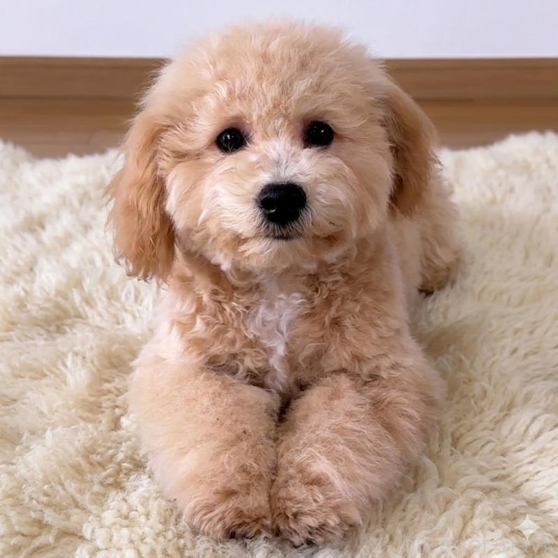 販売中の栃木県のビションプー:ビションフリーゼ×トイプードル-411573