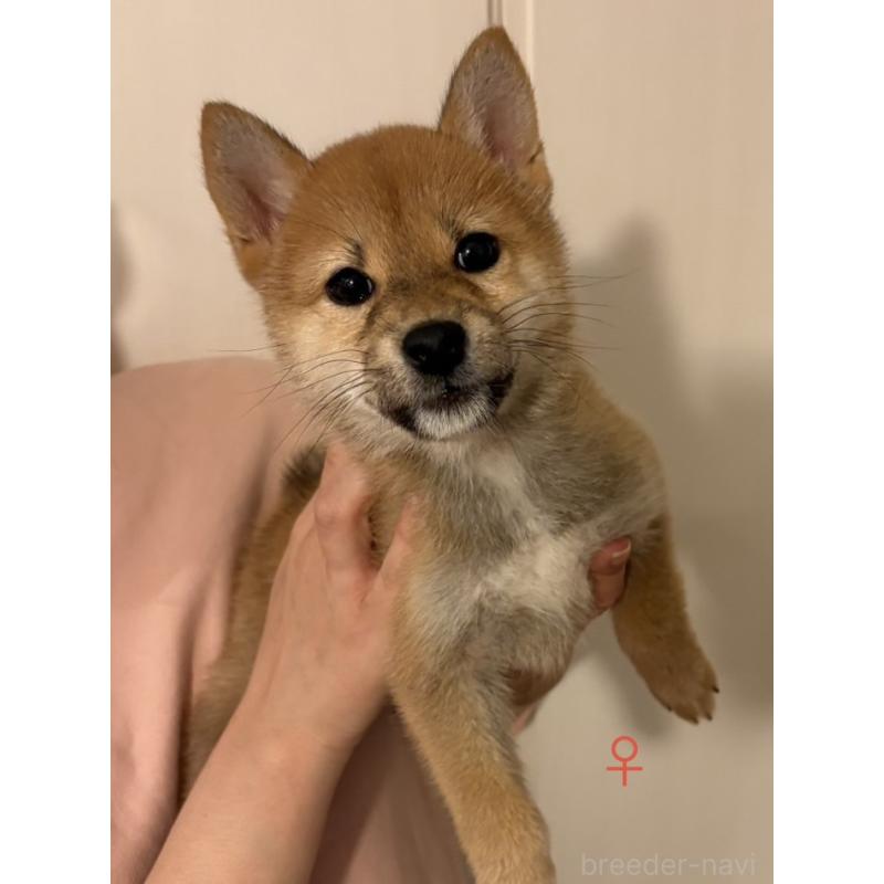 販売中の愛知県の柴犬-436031