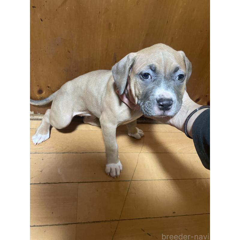 販売中の佐賀県のアメリカンピットブルテリア-450463の11枚目