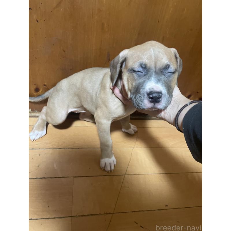 販売中の佐賀県のアメリカンピットブルテリア-450463の10枚目