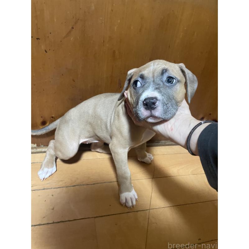 販売中の佐賀県のアメリカンピットブルテリア-450463の9枚目