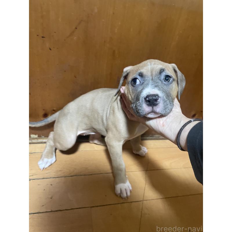 販売中の佐賀県のアメリカンピットブルテリア-450463の8枚目
