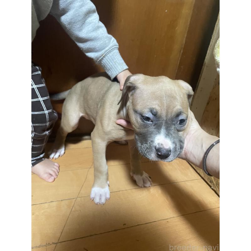 販売中の佐賀県のアメリカンピットブルテリア-450463の7枚目