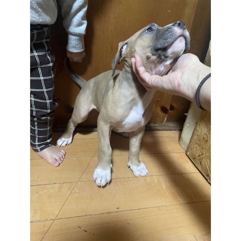 販売中の佐賀県のアメリカンピットブルテリア-450463の6枚目