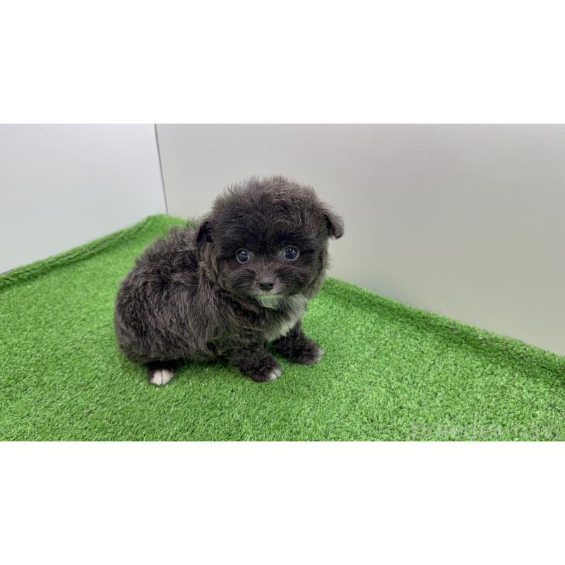 販売中の東京都のミックス犬-450464の5枚目