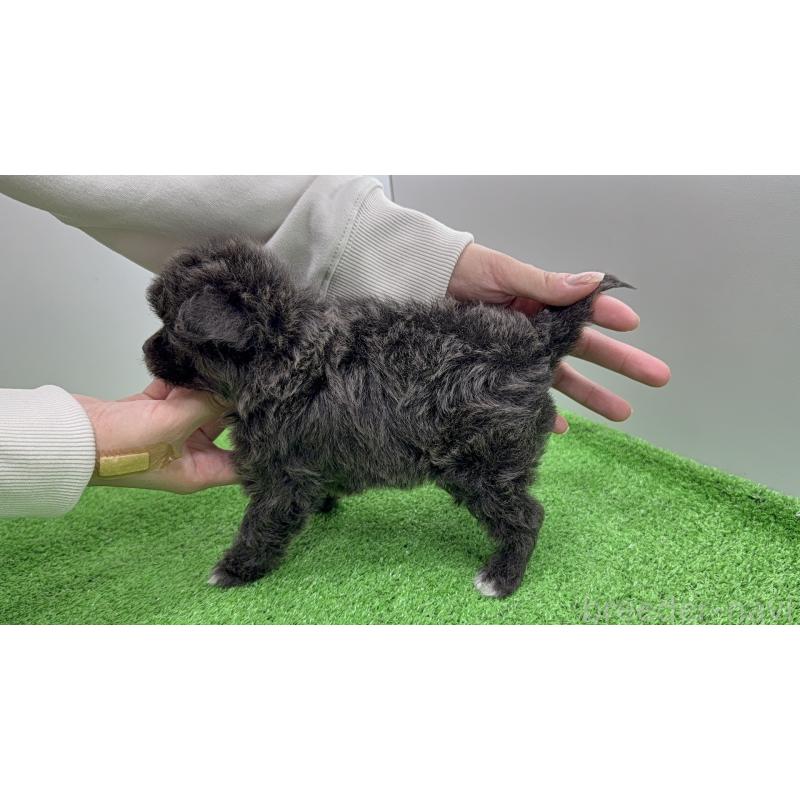 販売中の東京都のミックス犬-450464の4枚目