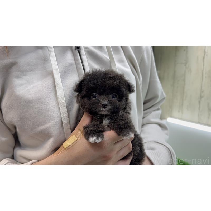 販売中の東京都のミックス犬-450464の3枚目