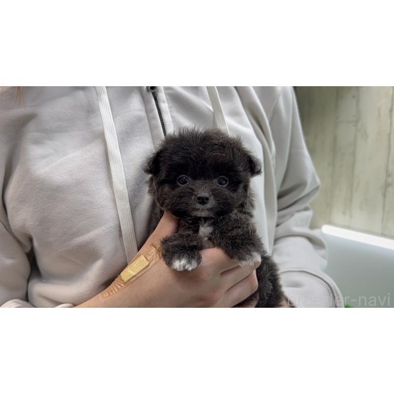 販売中の東京都のミックス犬-450464の2枚目