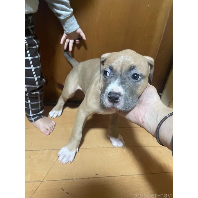 販売中の佐賀県のアメリカンピットブルテリア-450463の5枚目