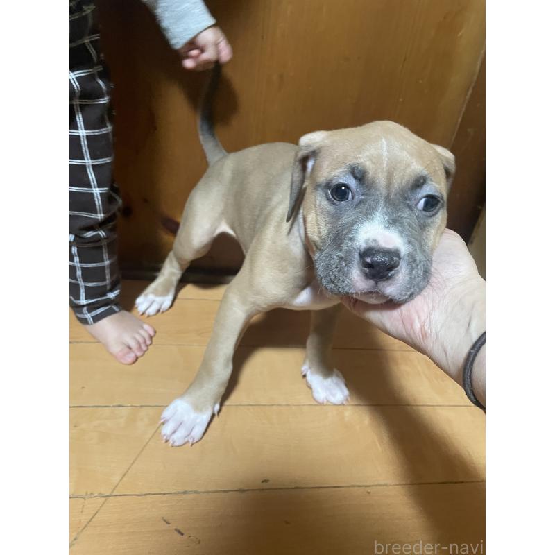 販売中の佐賀県のアメリカンピットブルテリア-450463の4枚目