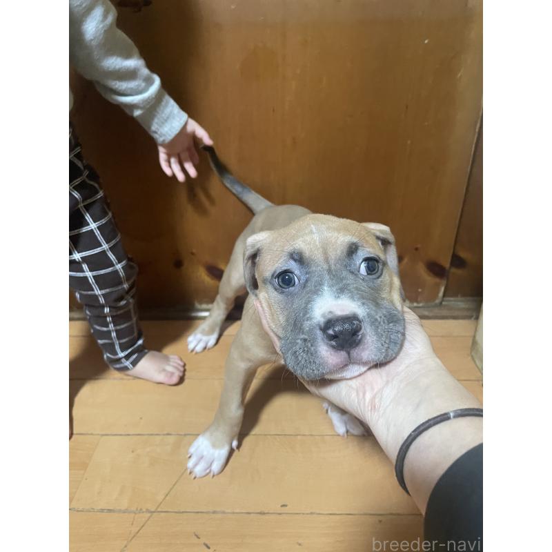 販売中の佐賀県のアメリカンピットブルテリア-450463の3枚目