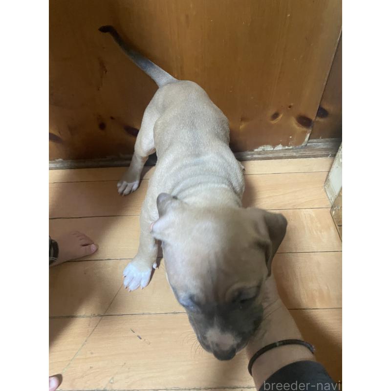 販売中の佐賀県のアメリカンピットブルテリア-450463の2枚目