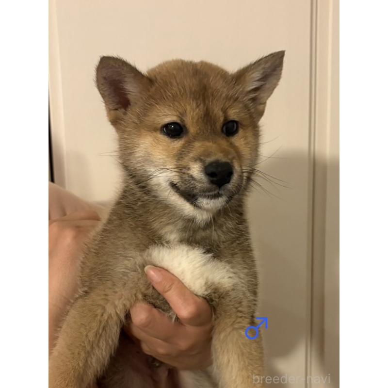 販売中の愛知県の柴犬-436030