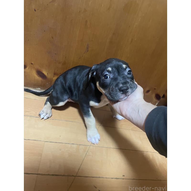 販売中の佐賀県のアメリカンピットブルテリア-450466の11枚目