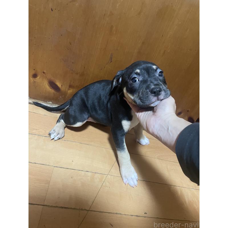 販売中の佐賀県のアメリカンピットブルテリア-450466の10枚目