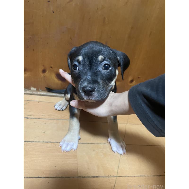 販売中の佐賀県のアメリカンピットブルテリア-450466の9枚目