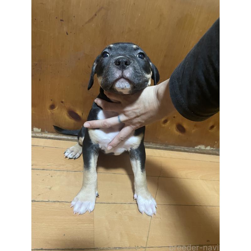 販売中の佐賀県のアメリカンピットブルテリア-450466の8枚目