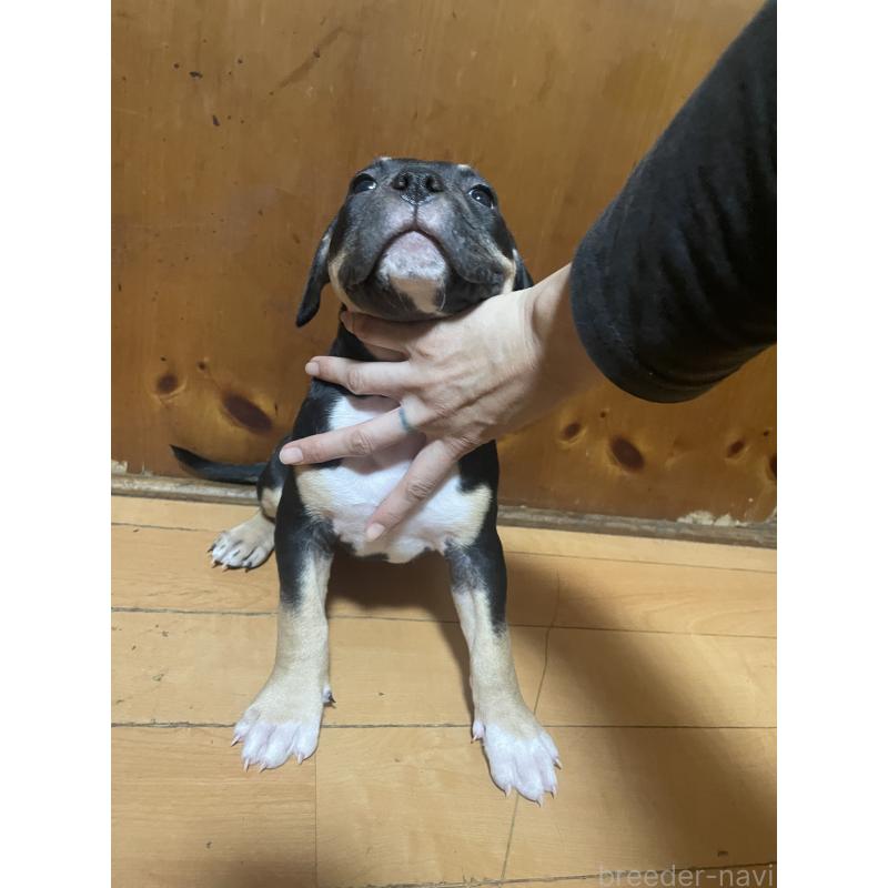 販売中の佐賀県のアメリカンピットブルテリア-450466の7枚目