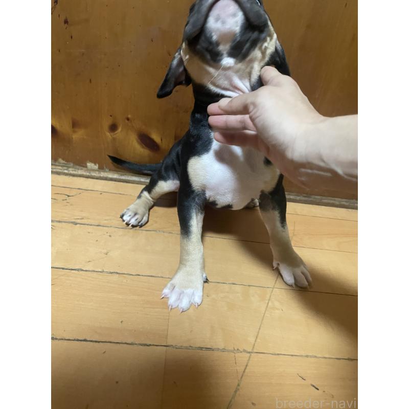 販売中の佐賀県のアメリカンピットブルテリア-450466の6枚目