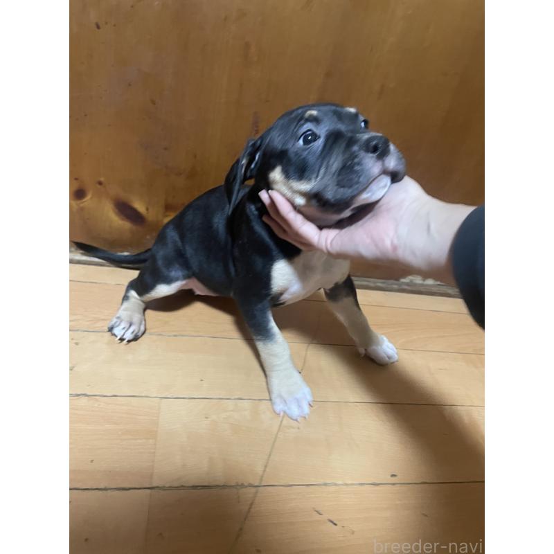 販売中の佐賀県のアメリカンピットブルテリア-450466の5枚目