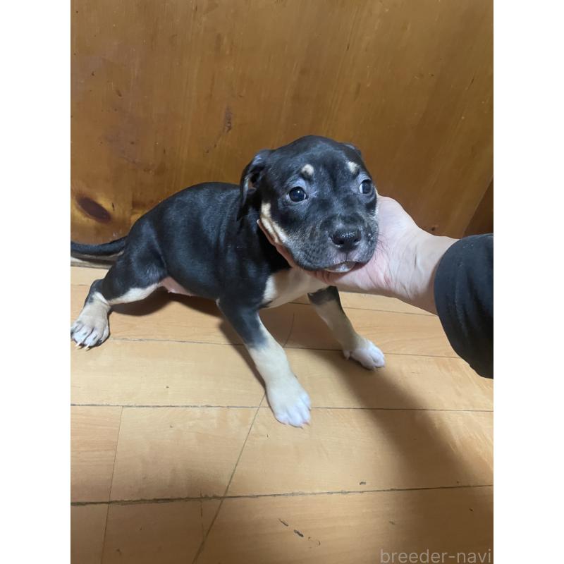 販売中の佐賀県のアメリカンピットブルテリア-450466の4枚目