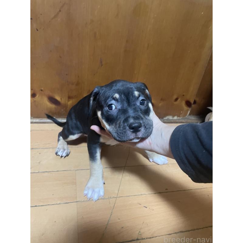 販売中の佐賀県のアメリカンピットブルテリア-450466の3枚目