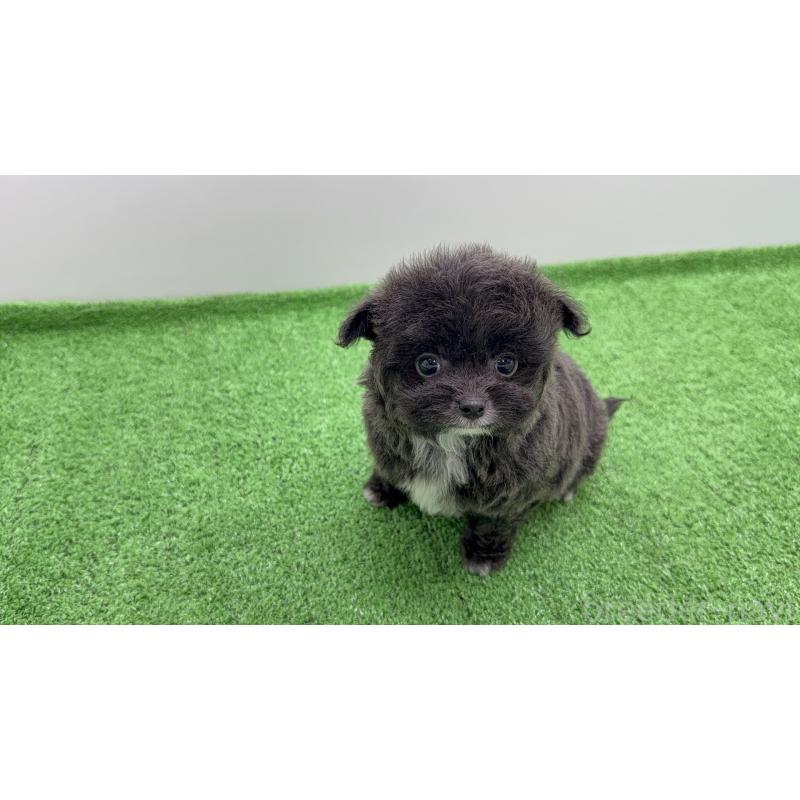 販売中の新潟県のミックス犬-450465の6枚目