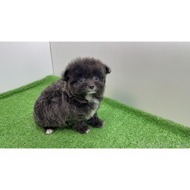 販売中の新潟県のミックス犬-450465の5枚目