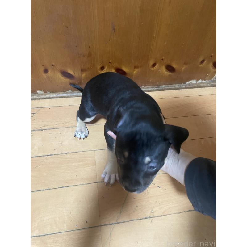 販売中の佐賀県のアメリカンピットブルテリア-450466の2枚目