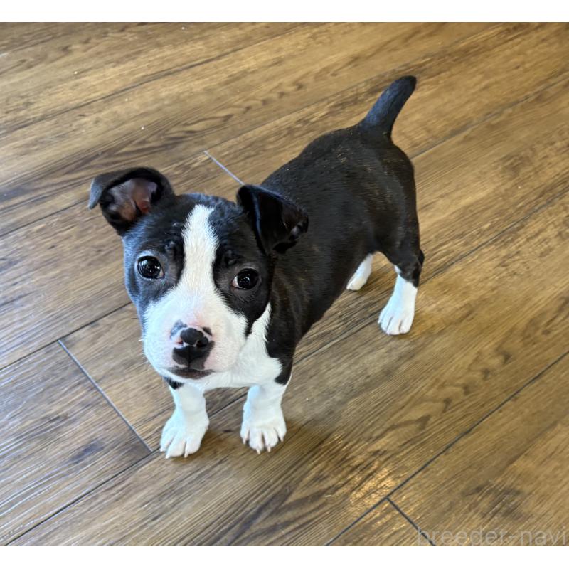 販売中の京都府のミックス犬-450467の4枚目