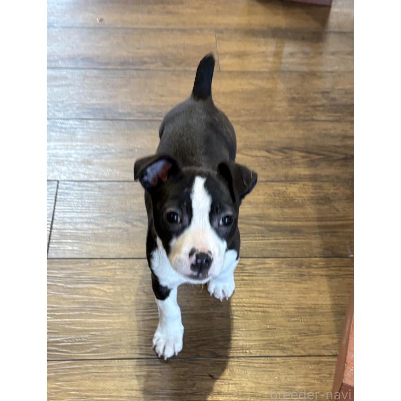 販売中の京都府のミックス犬-450467の3枚目