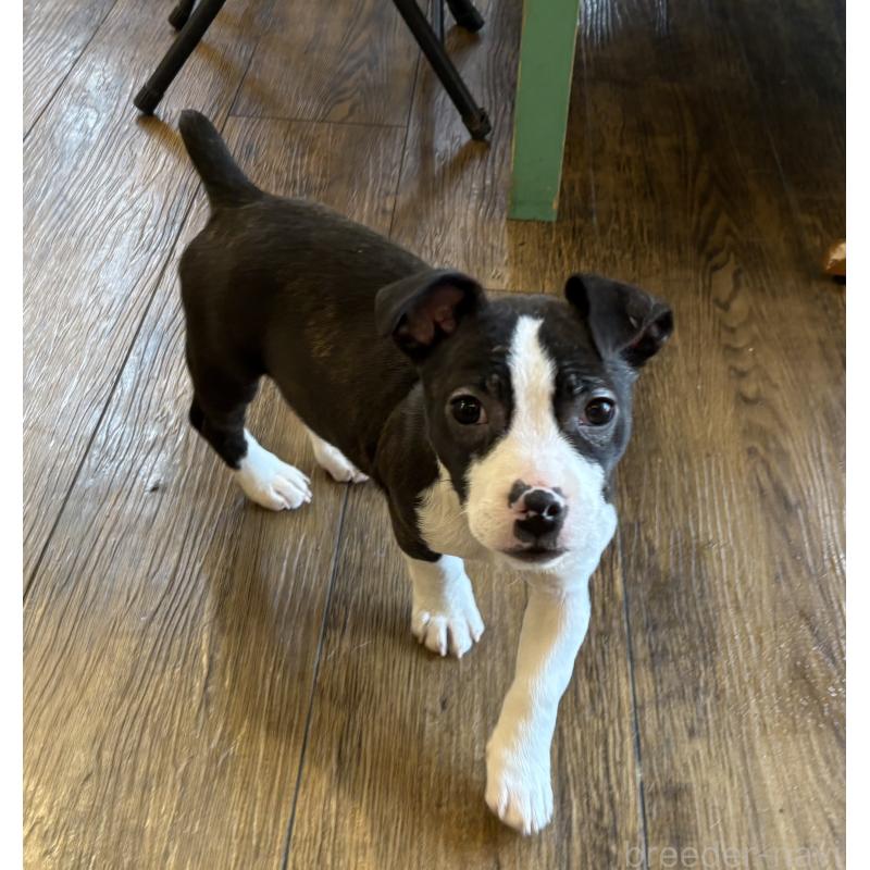 販売中の京都府のミックス犬-450467の2枚目