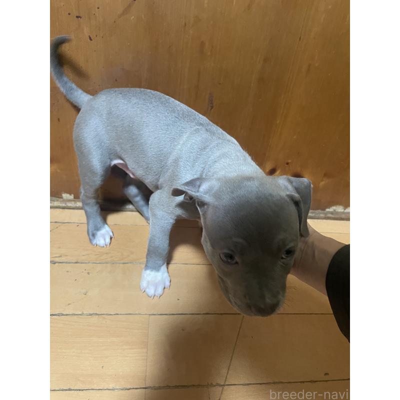 販売中の佐賀県のアメリカンピットブルテリア-450468の13枚目