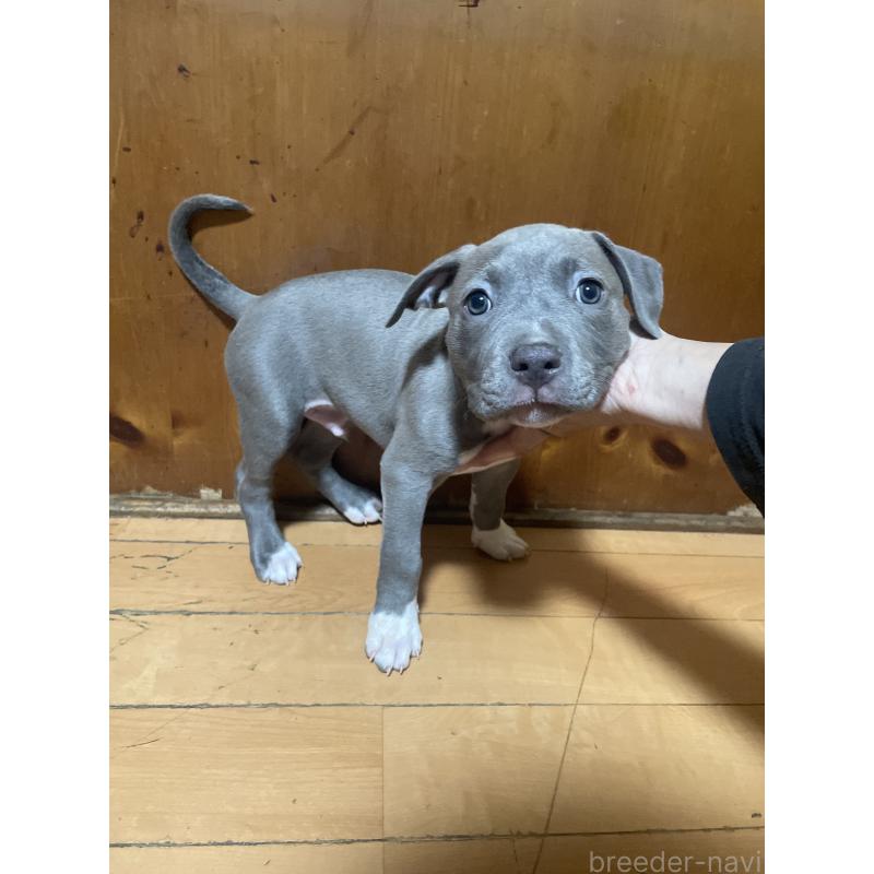 販売中の佐賀県のアメリカンピットブルテリア-450468の12枚目