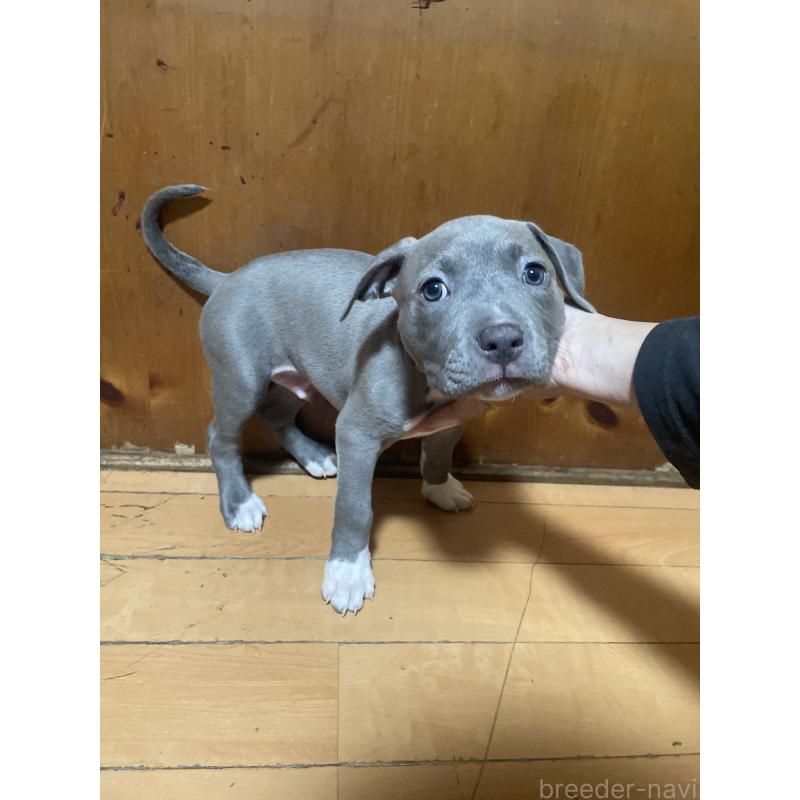 販売中の佐賀県のアメリカンピットブルテリア-450468の11枚目