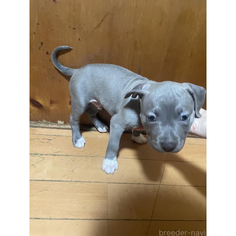 販売中の佐賀県のアメリカンピットブルテリア-450468の10枚目