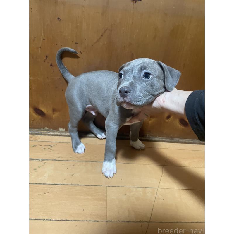 販売中の佐賀県のアメリカンピットブルテリア-450468の9枚目