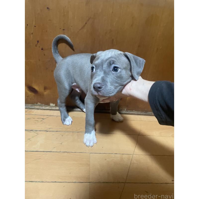 販売中の佐賀県のアメリカンピットブルテリア-450468の8枚目